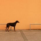 Warten auf´s Herrchen: Hund vor Hauswand