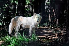 Warten aufs Rotkäppchen?