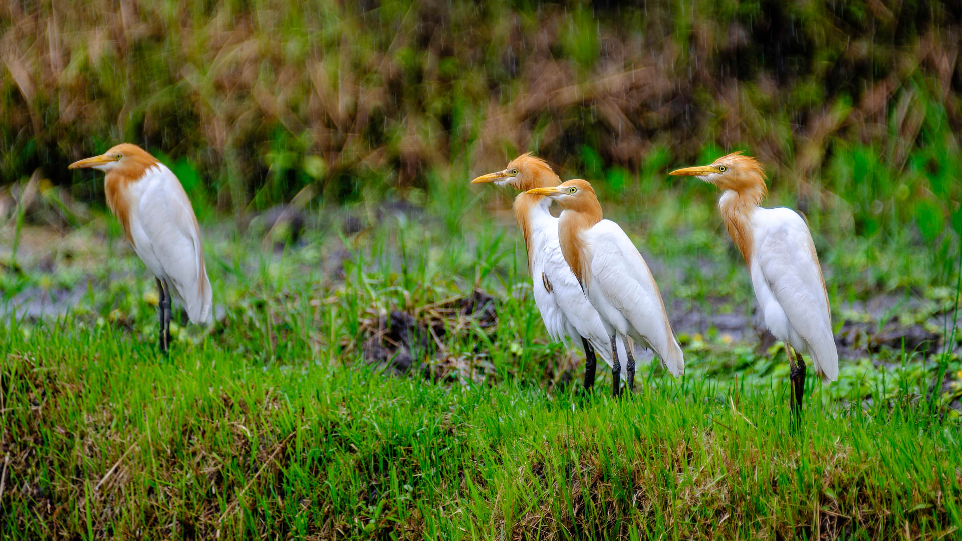 Warten im Regen ... / Waiting in the rain ...