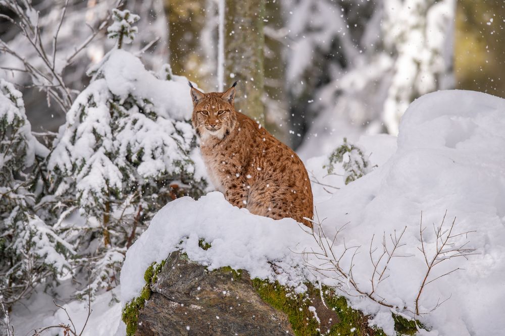 Warten im Schnee