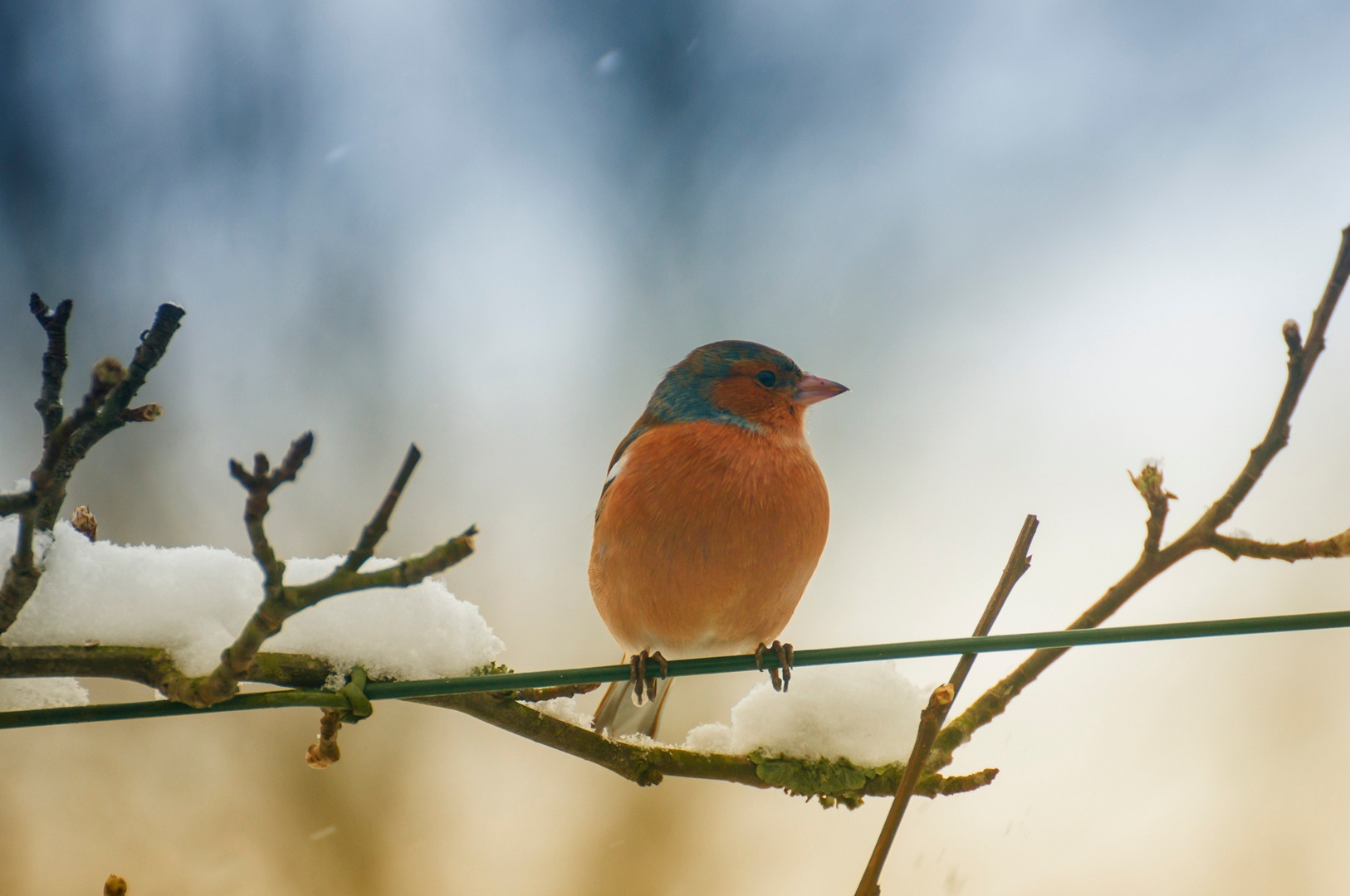 Warten im Schnee