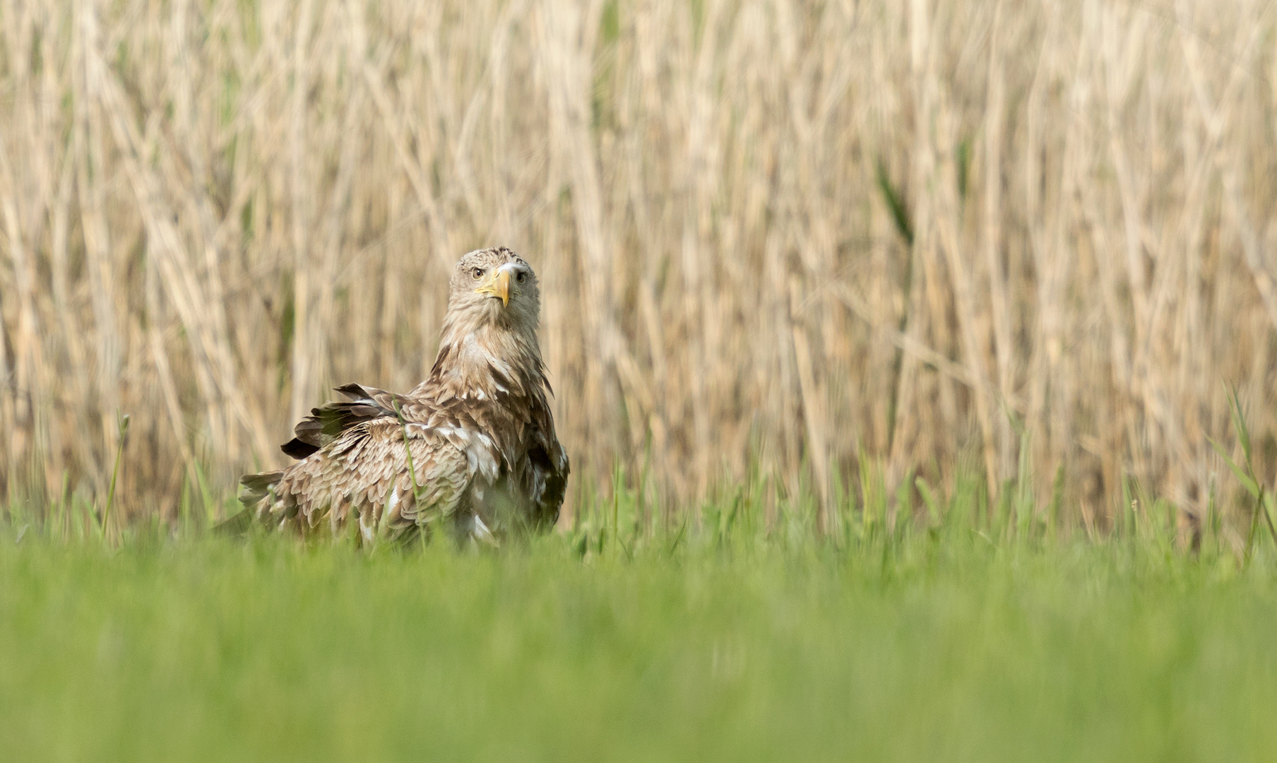 Warten musste der Seeadler...