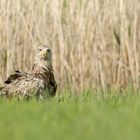 Warten musste der Seeadler...