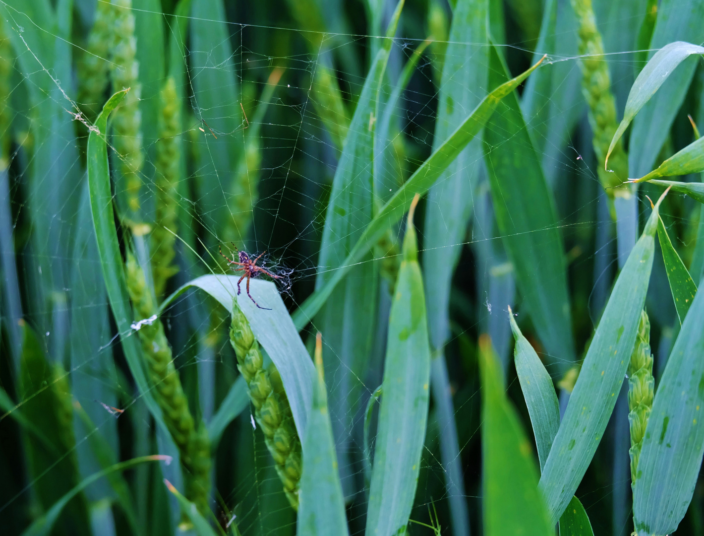wartend Foto & Bild tiere, spinne, spinnweben Bilder auf