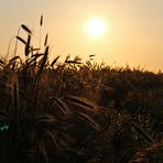 Wartend auf den Sonnenuntergang