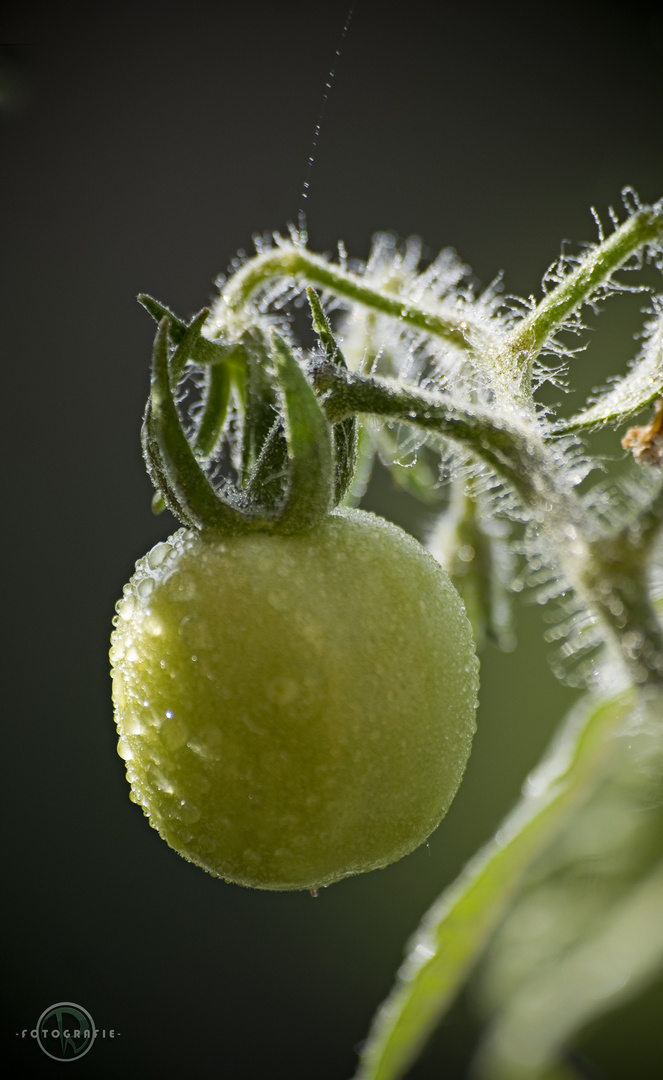 "Wartende Tomate"