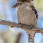 Wartender Kookaburra