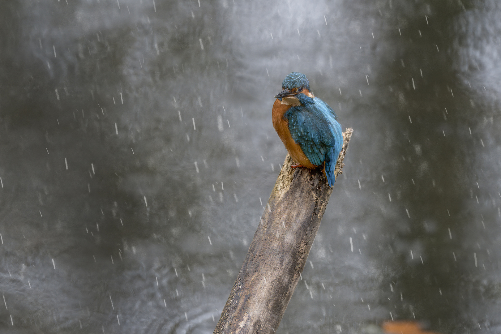 Wartet auf besseres Wetter - der Eisvogel. 