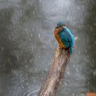 Wartet auf besseres Wetter - der Eisvogel. 