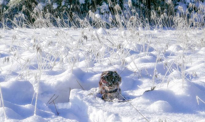 . . . . wartet auf mich !
