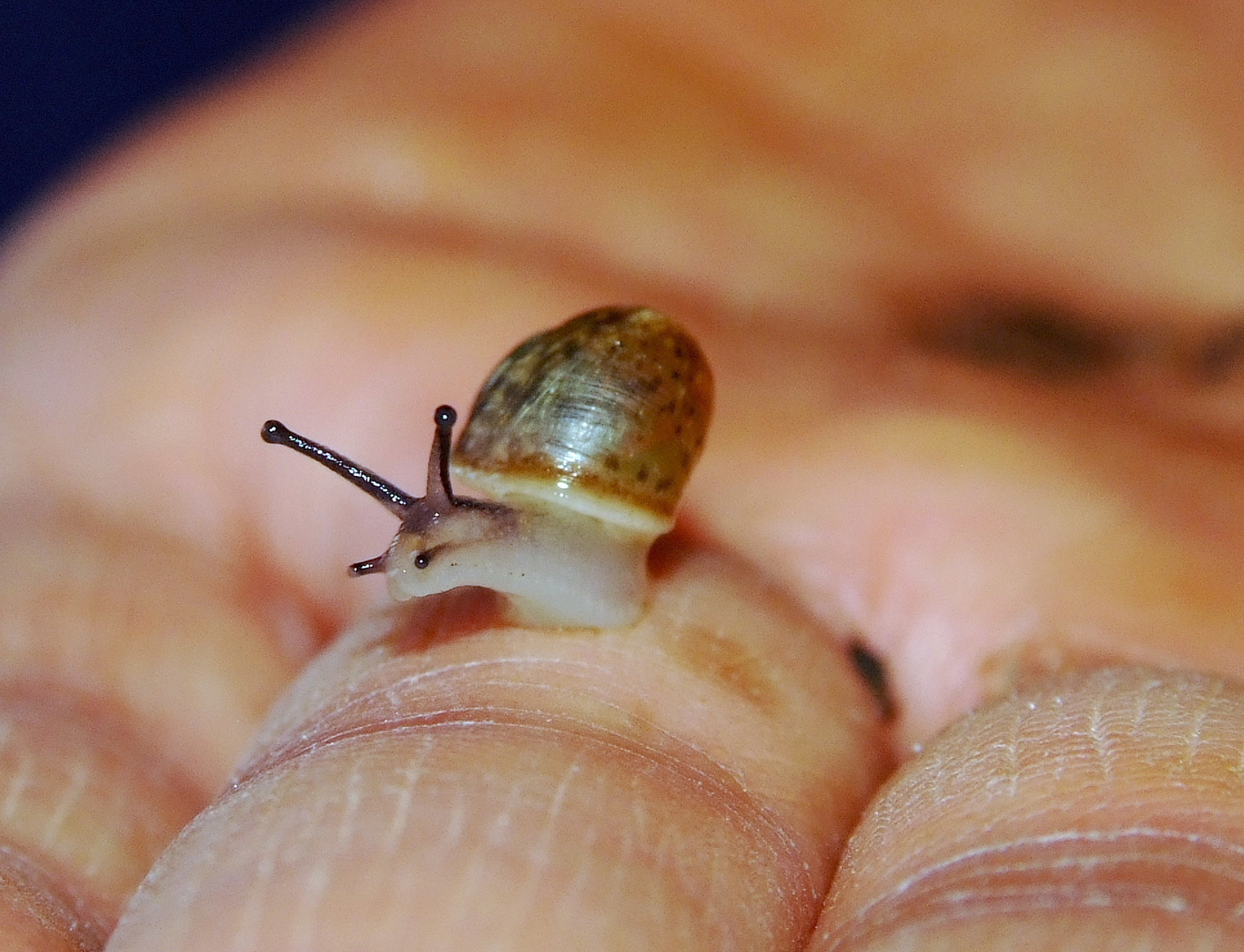 wartet bis ich mal eine große Weinbergschnecke bin