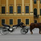 Wartezeit vor " Schloß Schönbrunn " in Wien..........