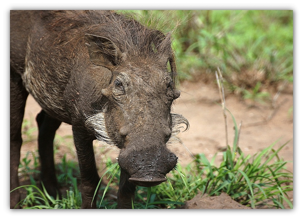 warthog