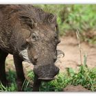 warthog