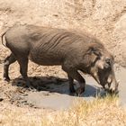 Warthog