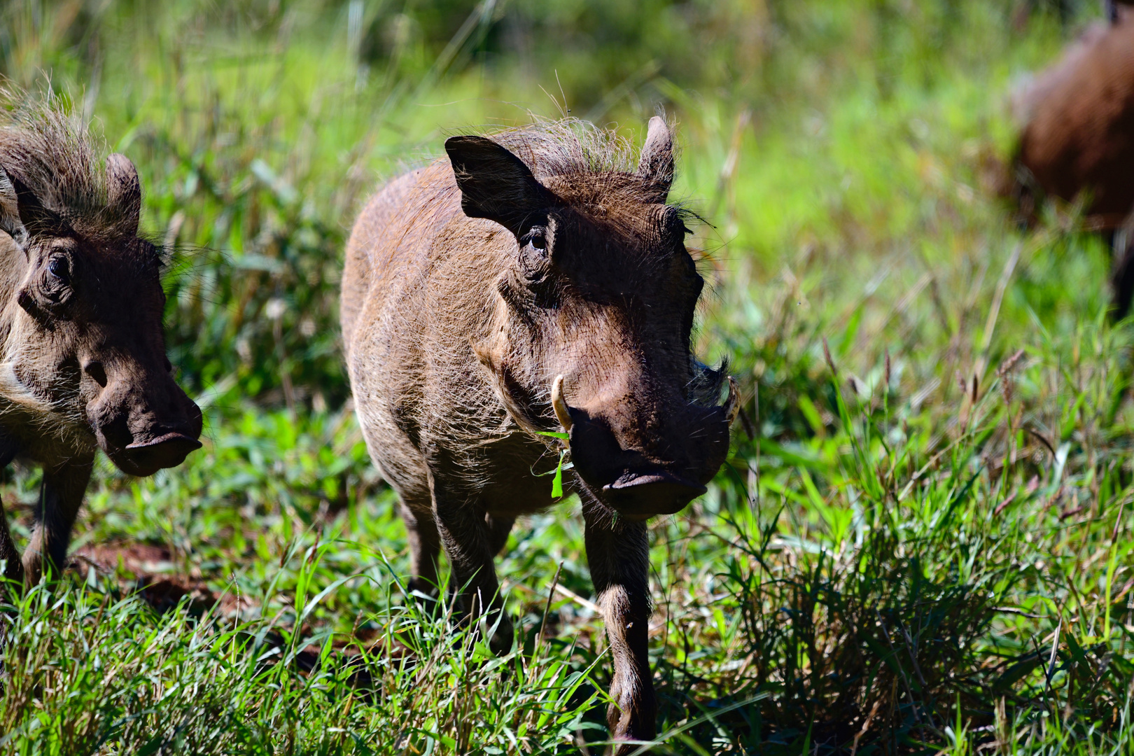 Warthog