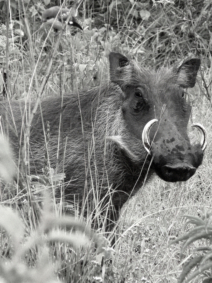 Warthog