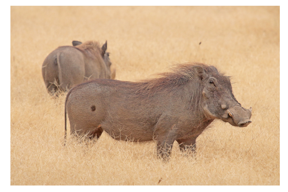 Warthog