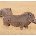 Warthog