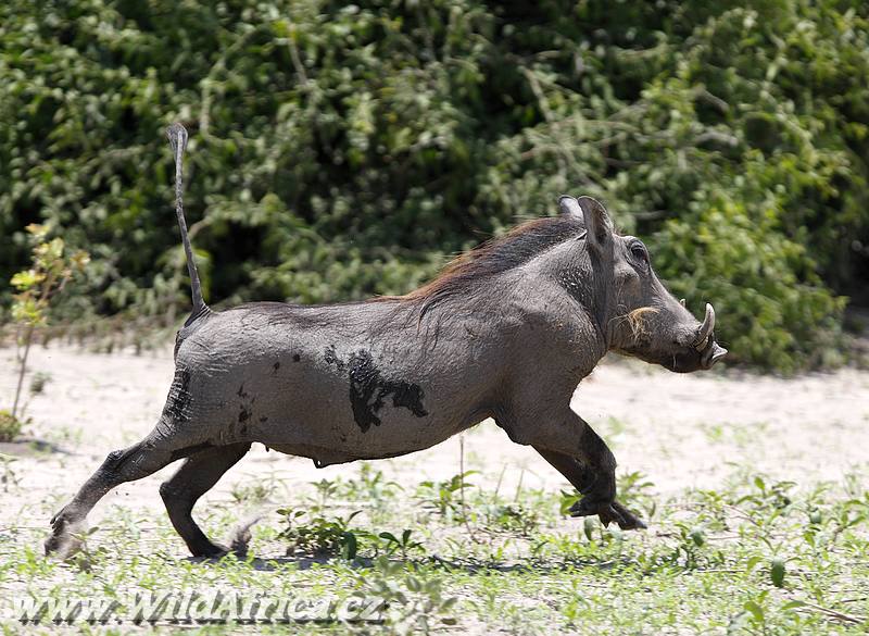 Warthog