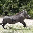 Warthog