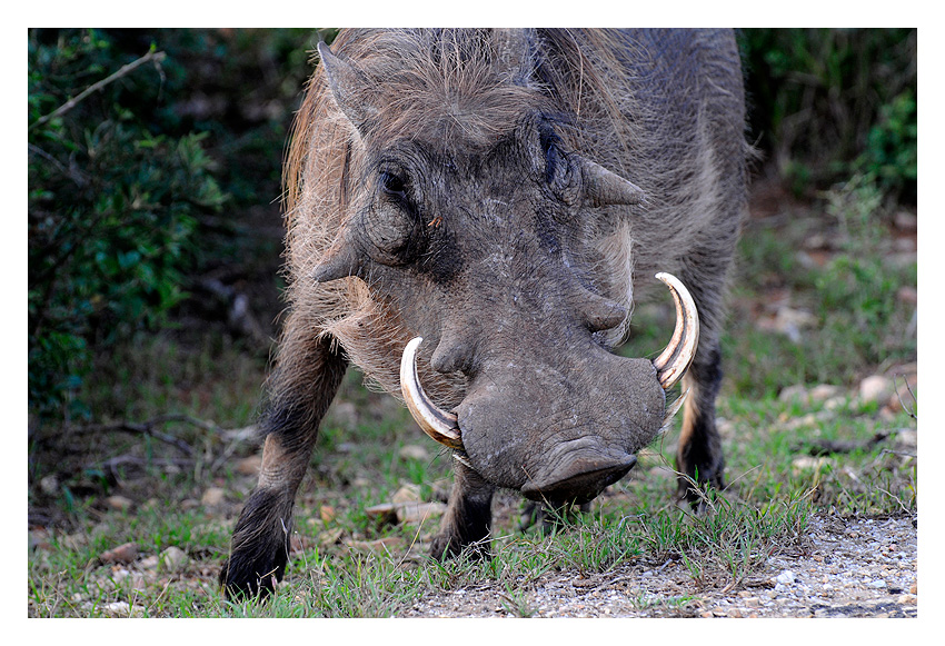 >> Warthog 