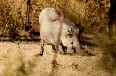 Warthog female A