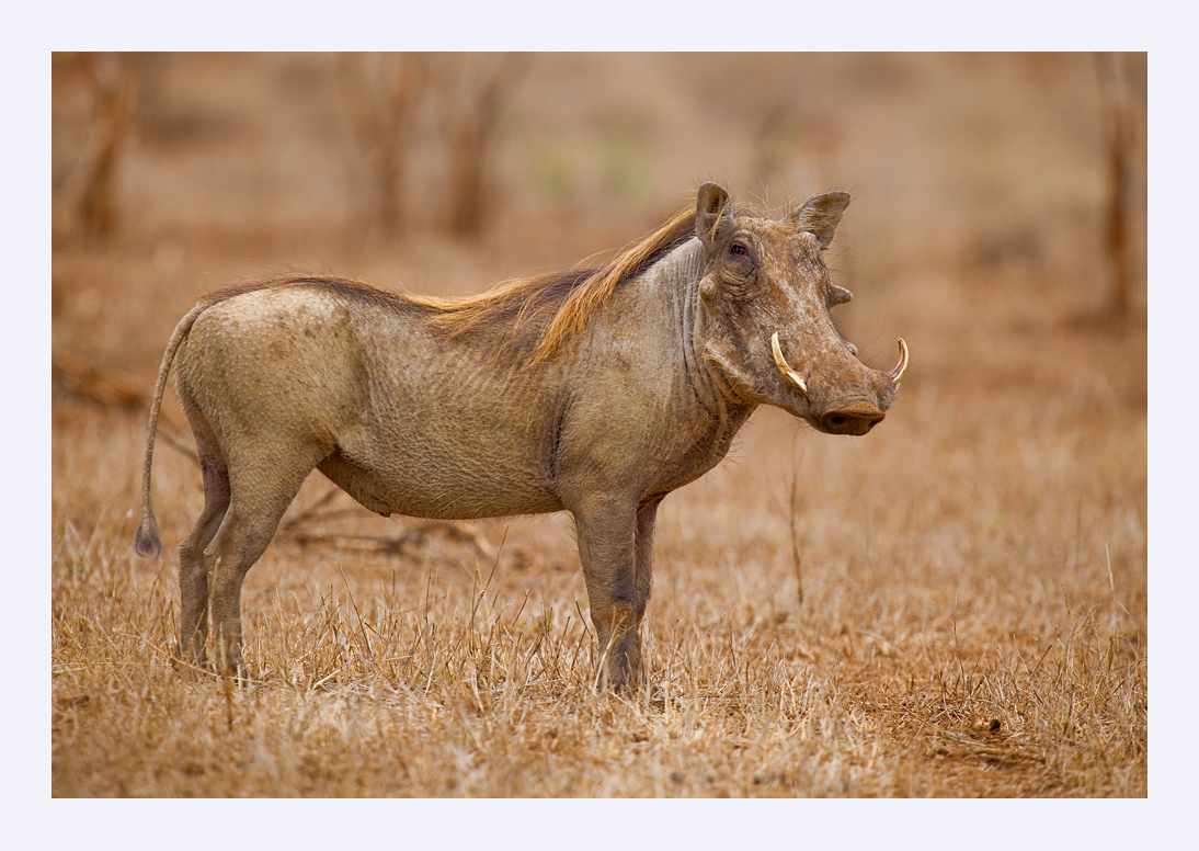 Warthog