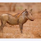 Warthog