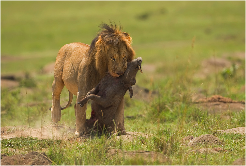 Warthog for Diner