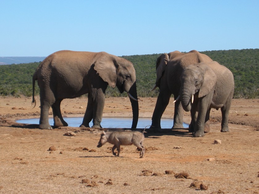 Warthog meets Elefants