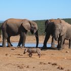 Warthog meets Elefants