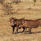 Warthog oder Warzenschwein