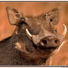 Warthog portrait