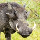 Warthog - Warzenschwein