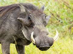 Warthog - Warzenschwein