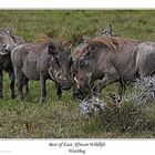 Warthogs