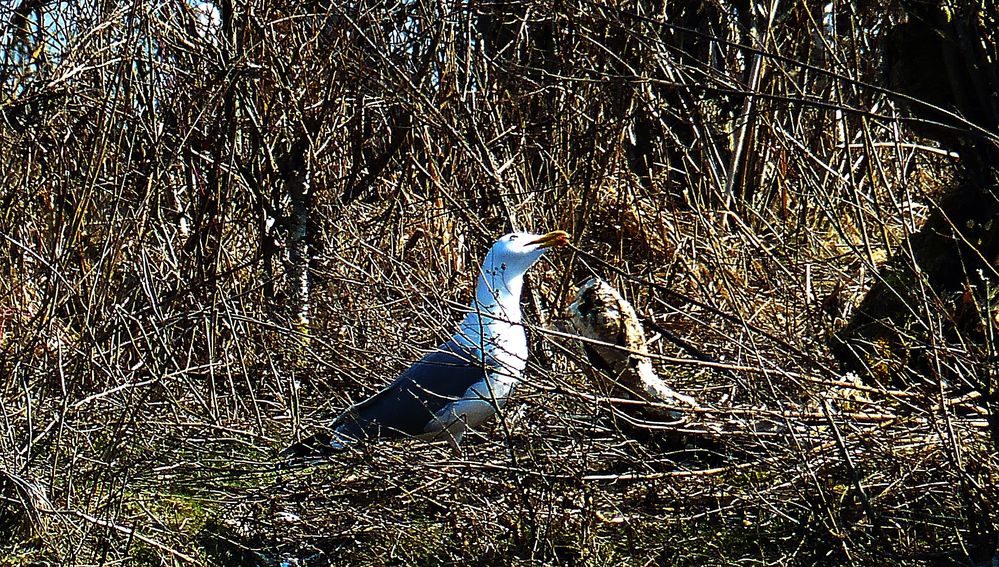 Warum antwortest du mir nicht???? Foto & Bild tiere, wildlife, wild lebende vögel Bilder auf