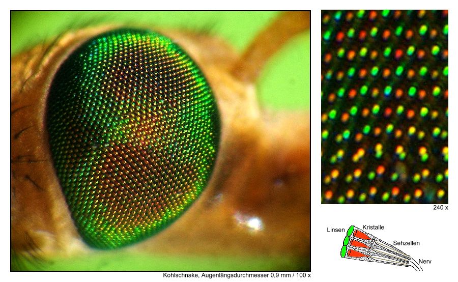 Warum bei lebenden Insekten nie ein vollkommen scharfes Foto vom Facettenauge entstehen kann