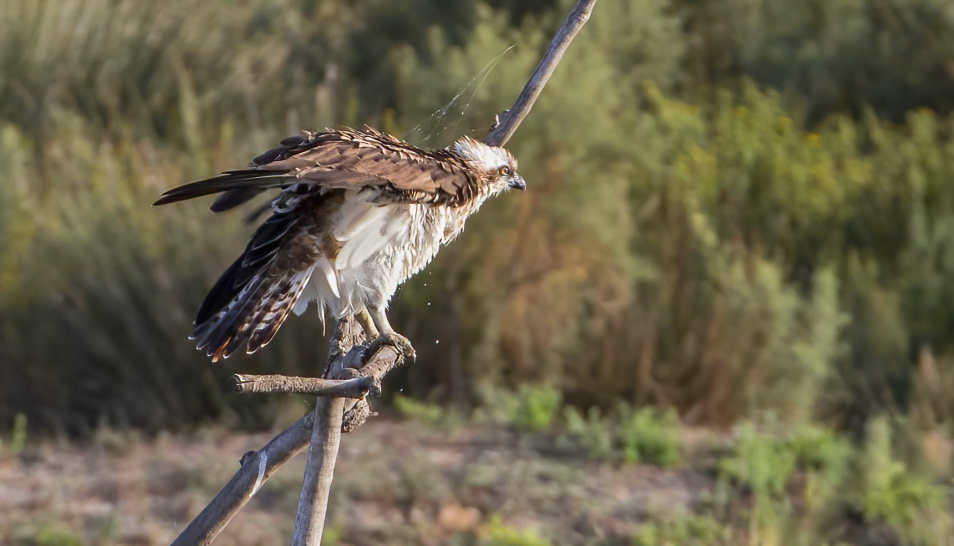 "WARUM BIN ICH KEIN STEPPENADLER? DAUERN NASS IGITT"