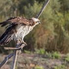 "WARUM BIN ICH KEIN STEPPENADLER? DAUERN NASS IGITT"