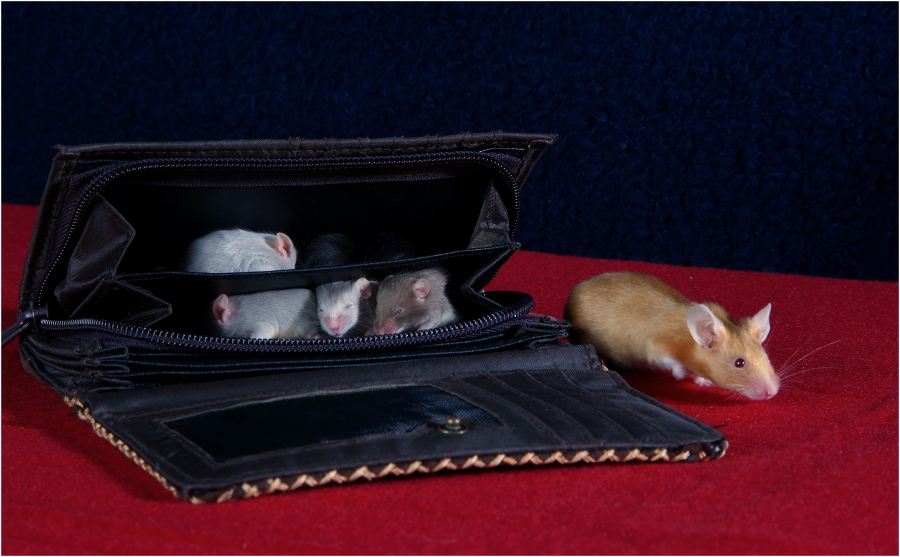 Warum bleiben große Mäuse nicht im Portemonaie?