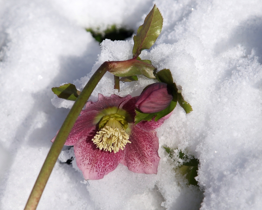 Warum blühen Christrosen schon so früh?