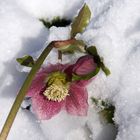 Warum blühen Christrosen schon so früh?