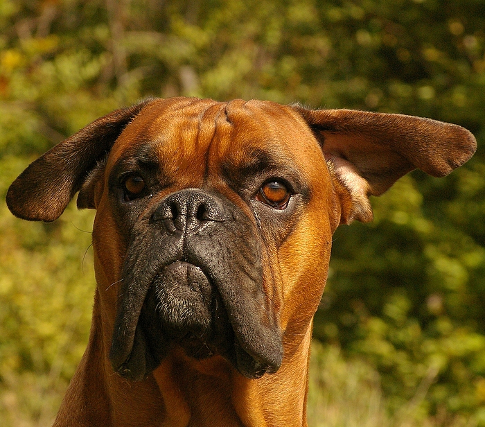 Warum der Hund nicht hört?!