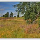 Warum die Heide Heide heisst...!