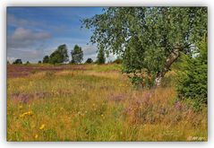 Warum die Heide Heide heisst...!