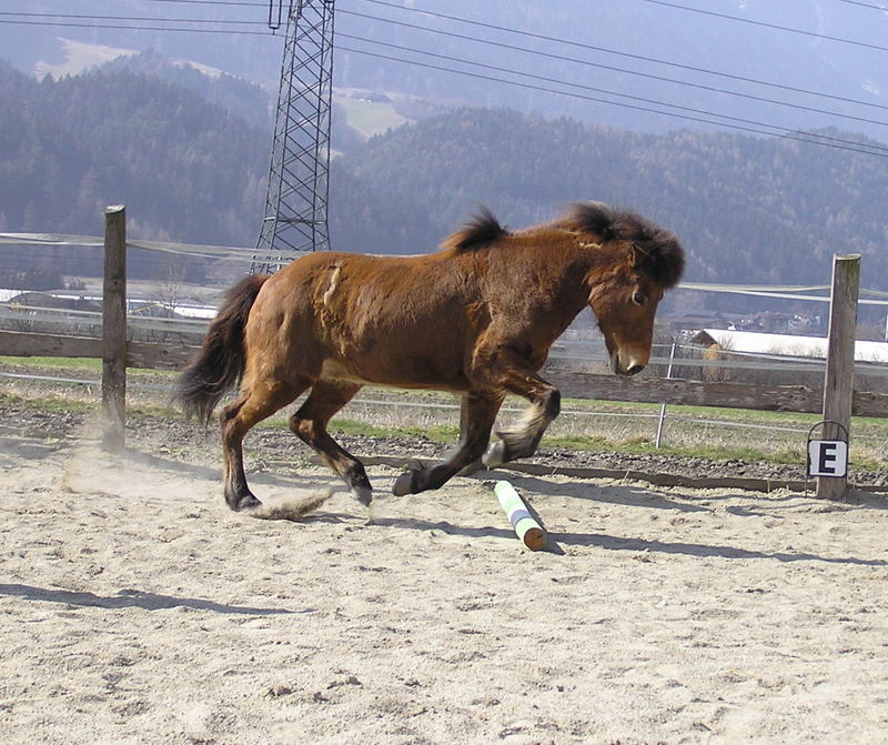 Warum drübertraben - springen ist lustiger...