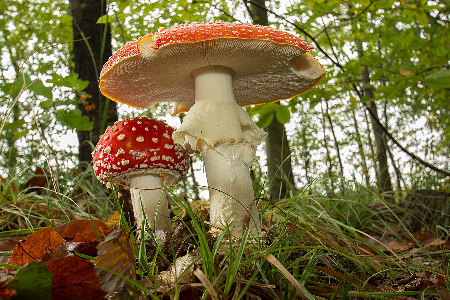 Warum dürfen Schnecken solche schöne und giftige Pilze fressen....