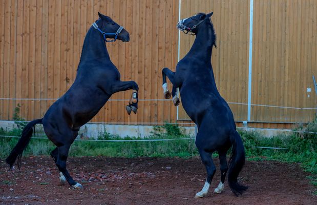 Warum dürfen wir nicht normal stehen :)